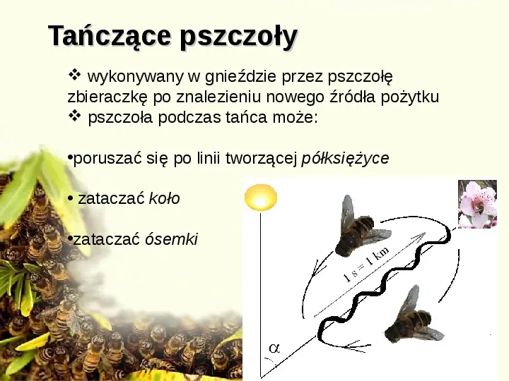 Pszczoły - Slide 11