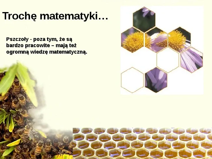 Pszczoły - Slide 12