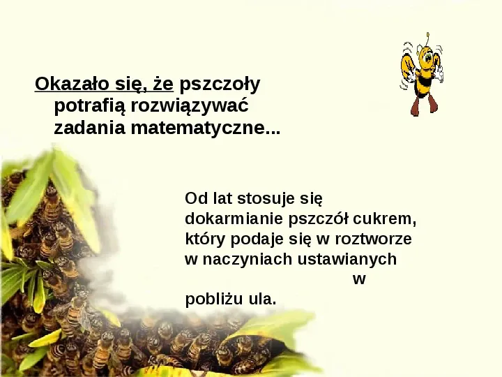 Pszczoły - Slide 13