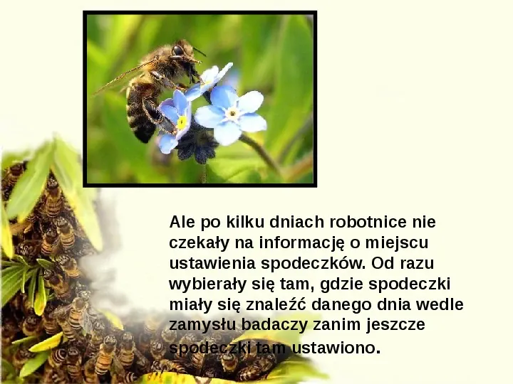 Pszczoły - Slide 15