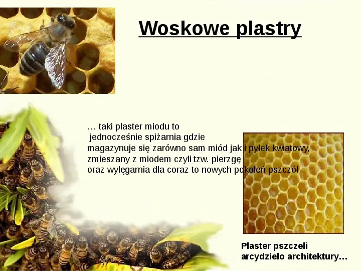 Pszczoły - Slide 17
