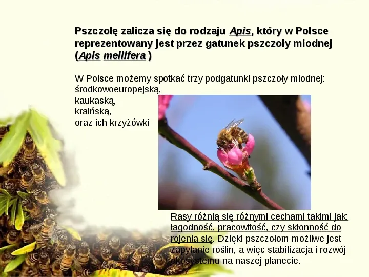 Pszczoły - Slide 2