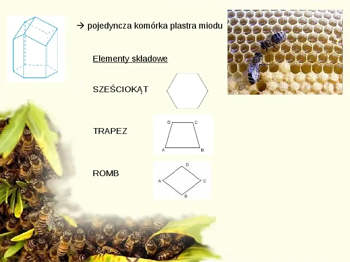 Pszczoły - Slide 21