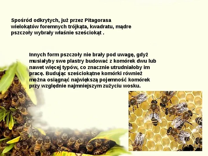 Pszczoły - Slide 25