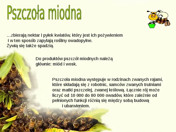 Pszczoły - Slide 3