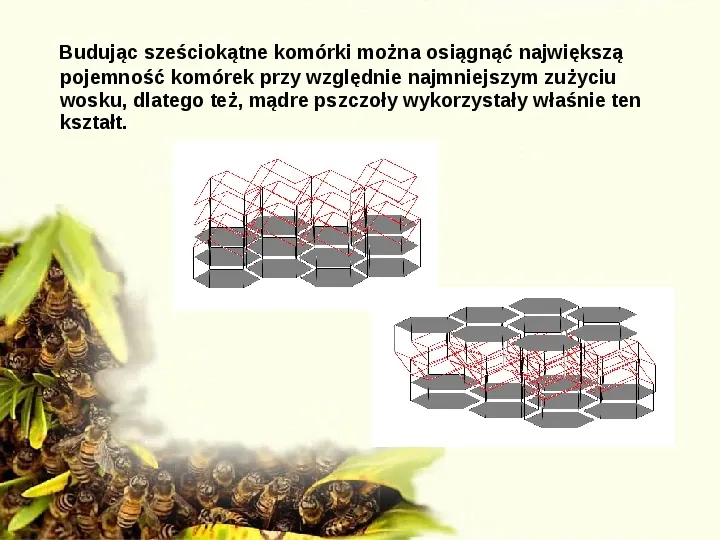 Pszczoły - Slide 35