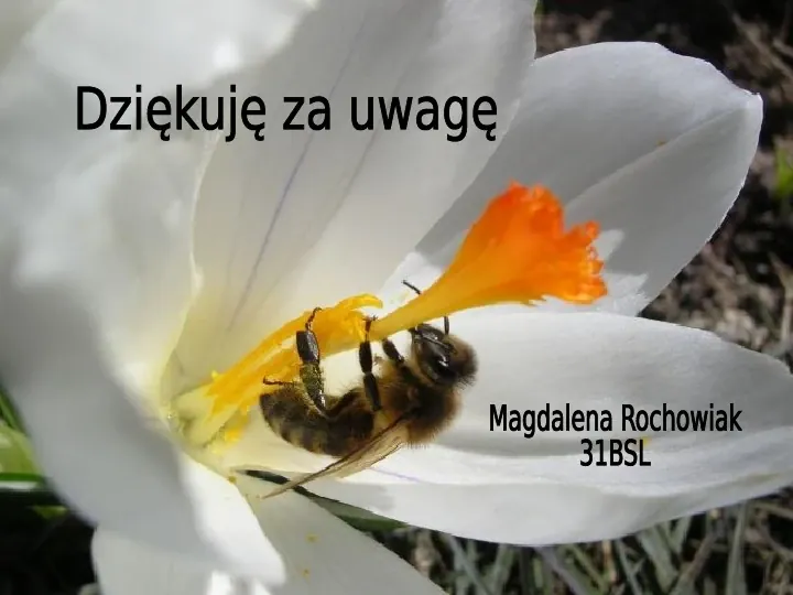 Pszczoły - Slide 37