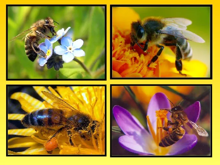 Pszczoły - Slide 8