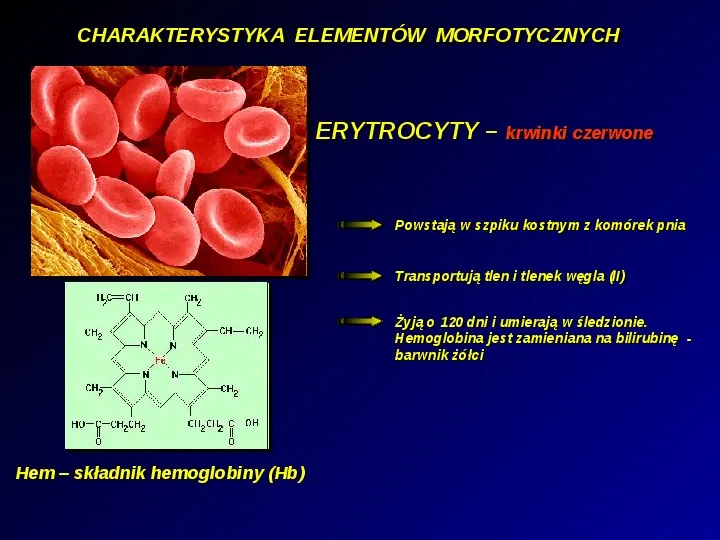 Skład i rola krwi - Slide 4
