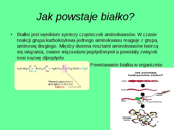 Rola białek w organizmie człowieka - Slide 4