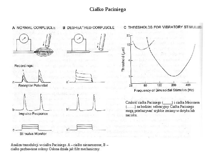 Zmysły chemiczne - Slide 25