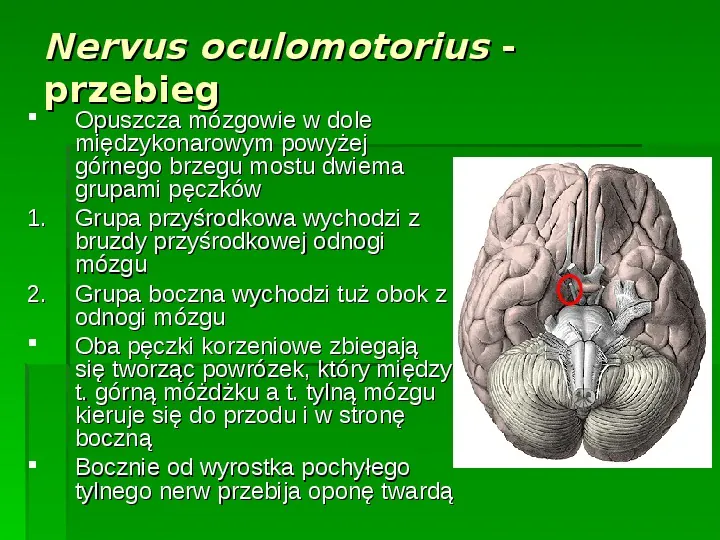 Nerwy narządów zmysłów - Slide 27