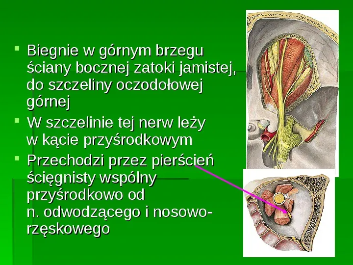Nerwy narządów zmysłów - Slide 28