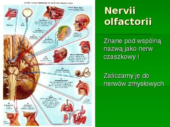 Nerwy narządów zmysłów - Slide 3