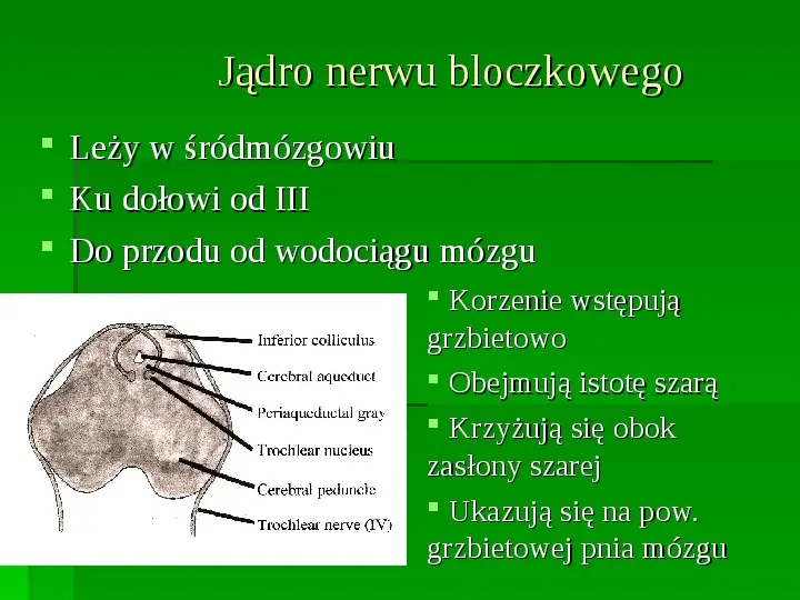 Nerwy narządów zmysłów - Slide 39