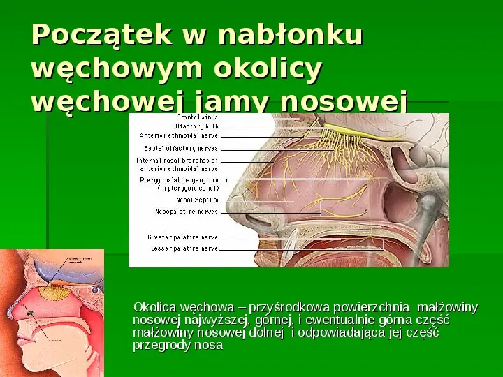 Nerwy narządów zmysłów - Slide 4
