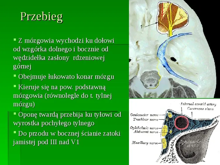 Nerwy narządów zmysłów - Slide 40