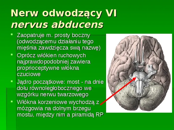 Nerwy narządów zmysłów - Slide 46