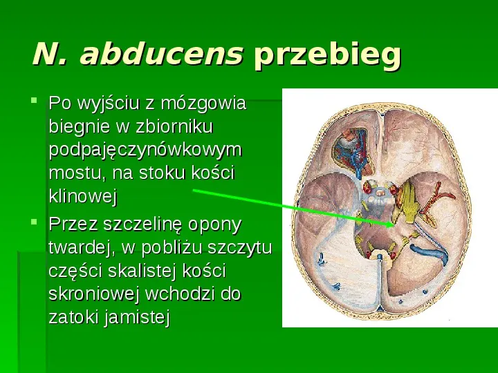 Nerwy narządów zmysłów - Slide 47