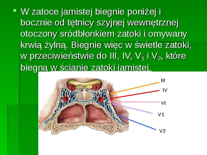 Nerwy narządów zmysłów - Slide 48