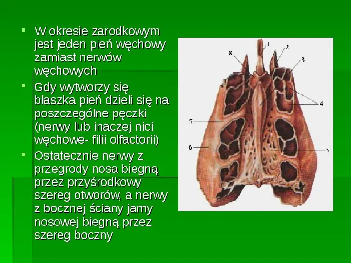 Nerwy narządów zmysłów - Slide 7