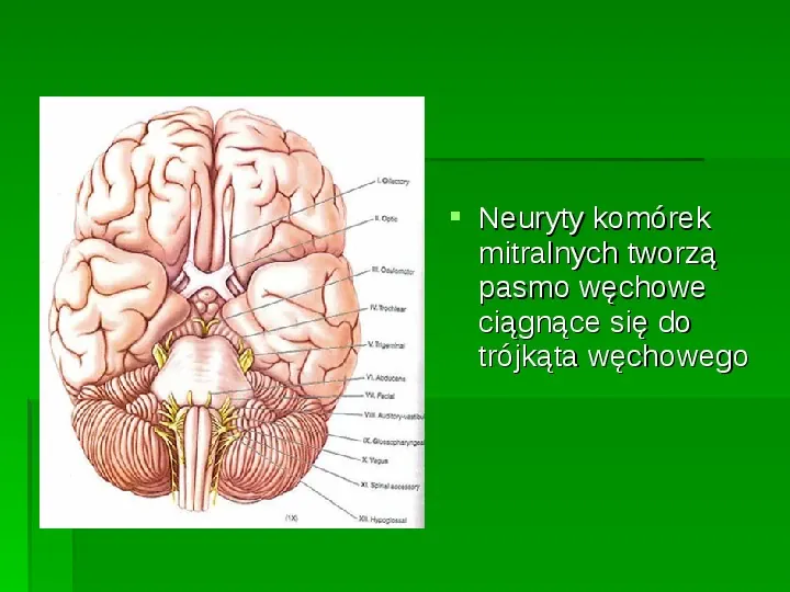 Nerwy narządów zmysłów - Slide 9
