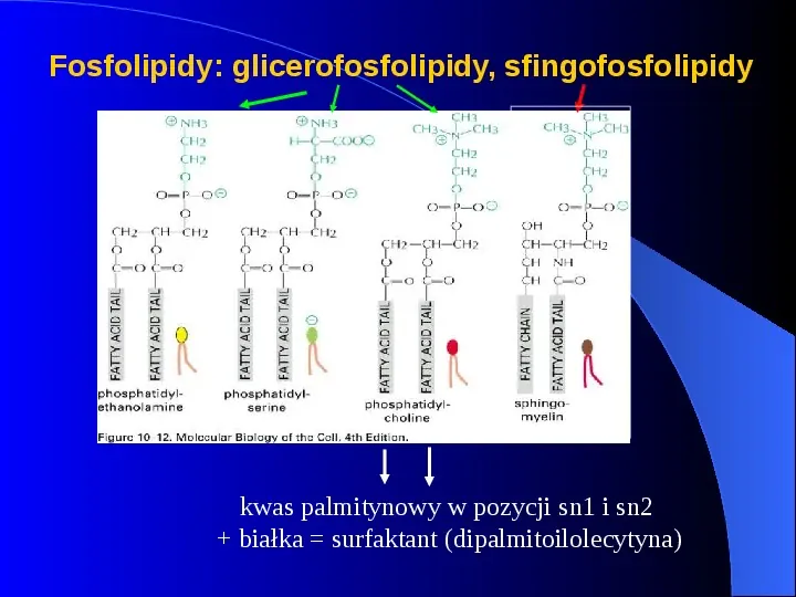 Lipidy - Slide 25