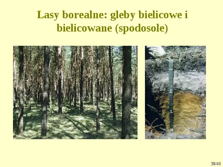 Klimat, biomy, gleby - Slide 38