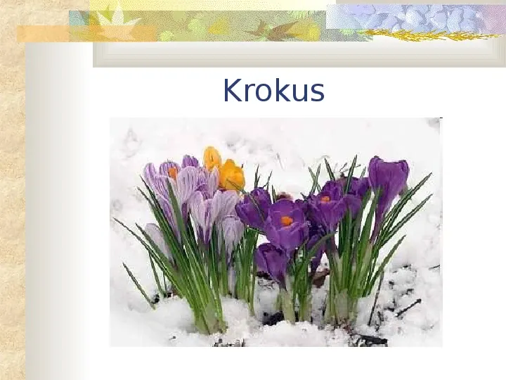 Zwiastuny wiosny - Slide 7