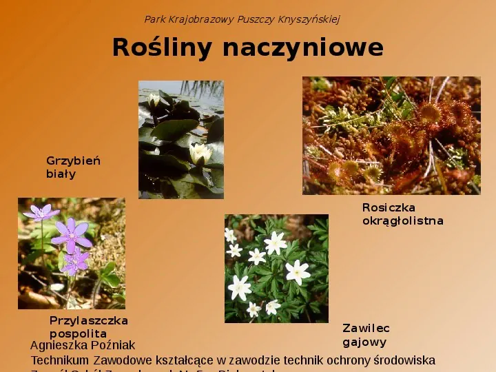 Park Krajobrazowy Puszczy Knyszyńskiej - Slide 11