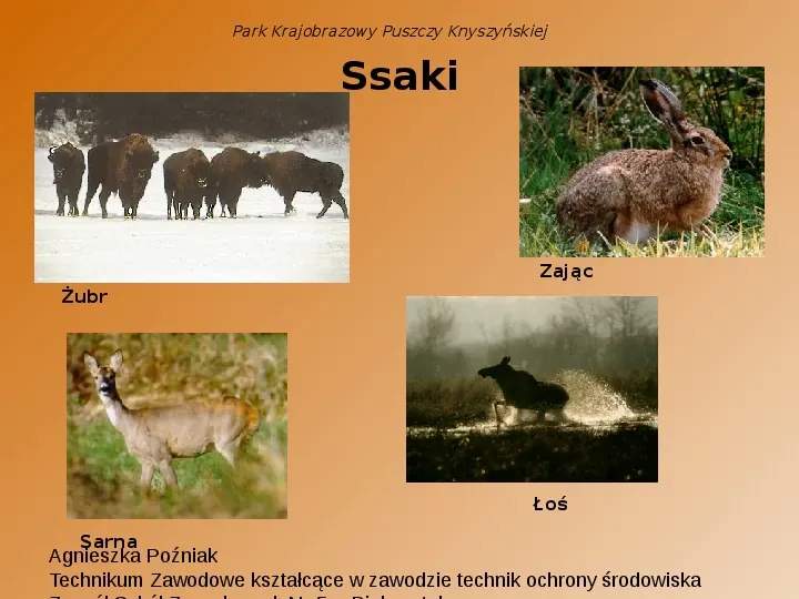 Park Krajobrazowy Puszczy Knyszyńskiej - Slide 7