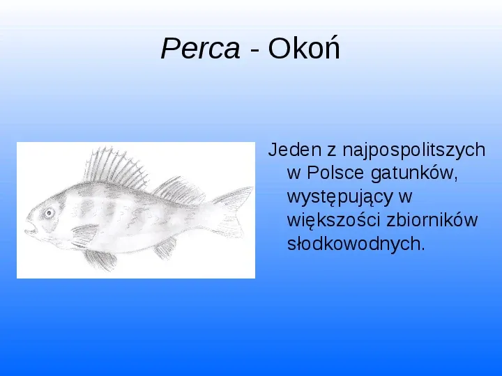 Nasze lokalne światy wodne Jeziorko Kamionkowskie - Slide 33