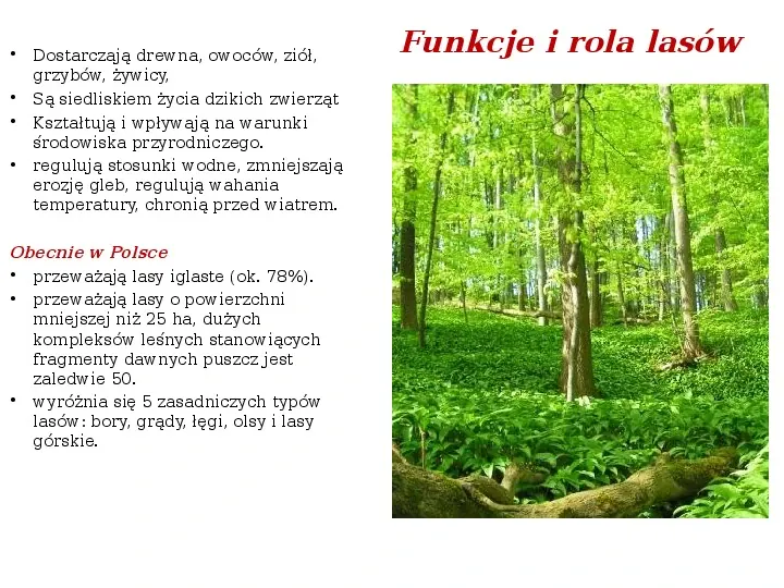 Funkcje i rola lasów - Slide 3