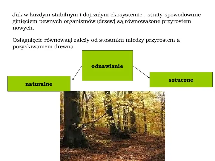 Funkcje i rola lasów - Slide 8