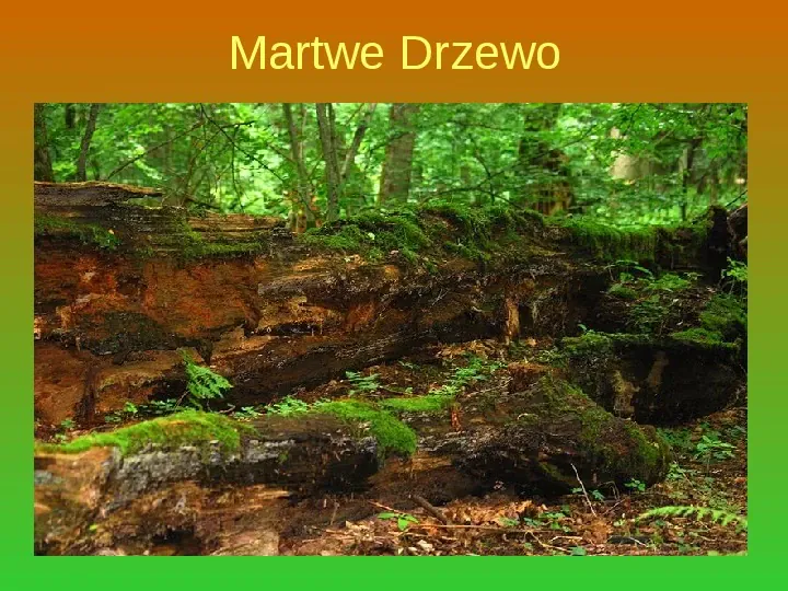 Białowieski Park Narodowy - Slide 6