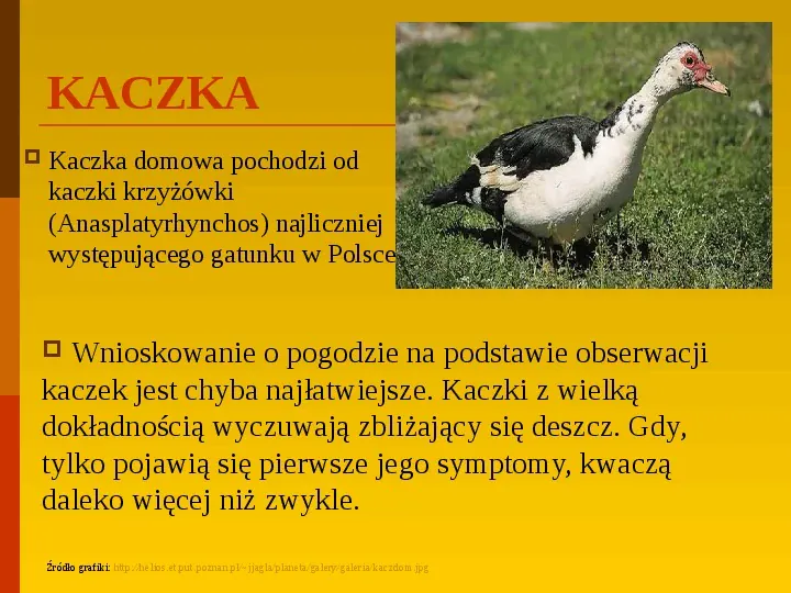 Co uprawiają i hodują ludzie w Polsce? - Slide 9