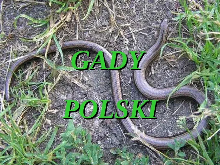 Gady Polski - Slide 1