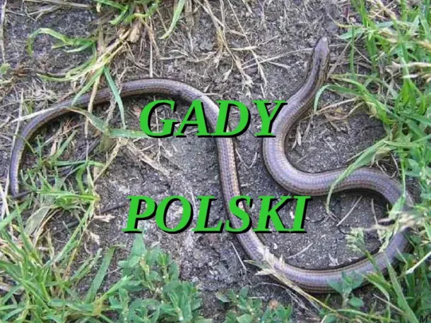 Gady Polski - Slide pierwszy