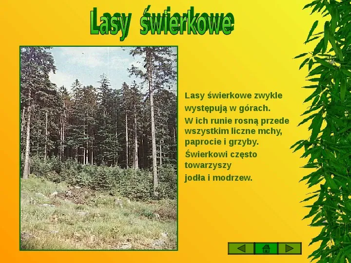 Życie w lesie - Slide 8