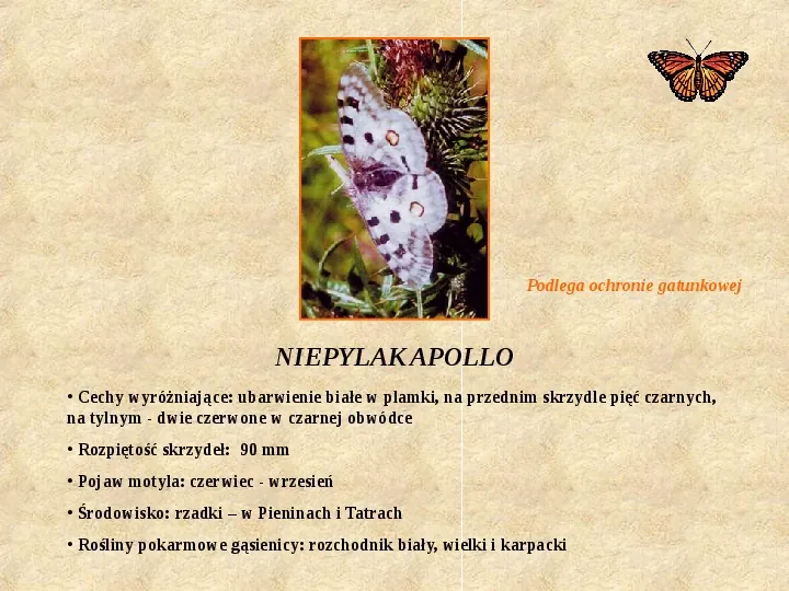 Motyle Polski - Slide 10