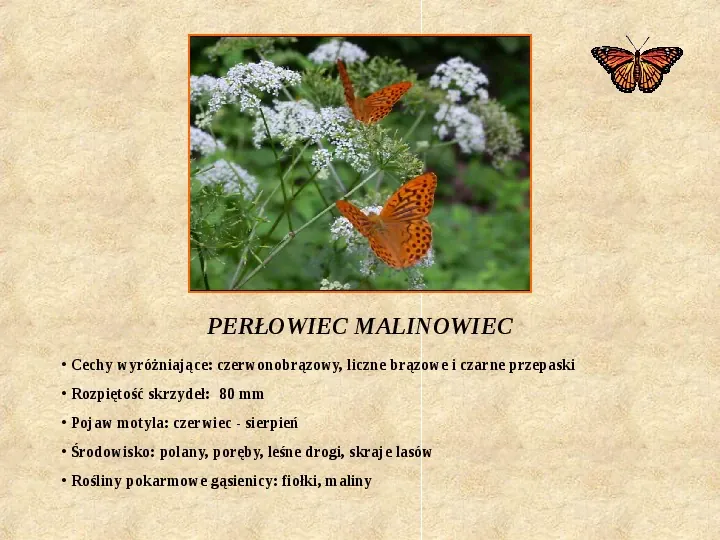 Motyle Polski - Slide 11