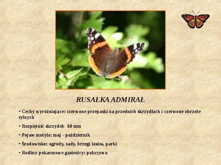 Motyle Polski - Slide 12