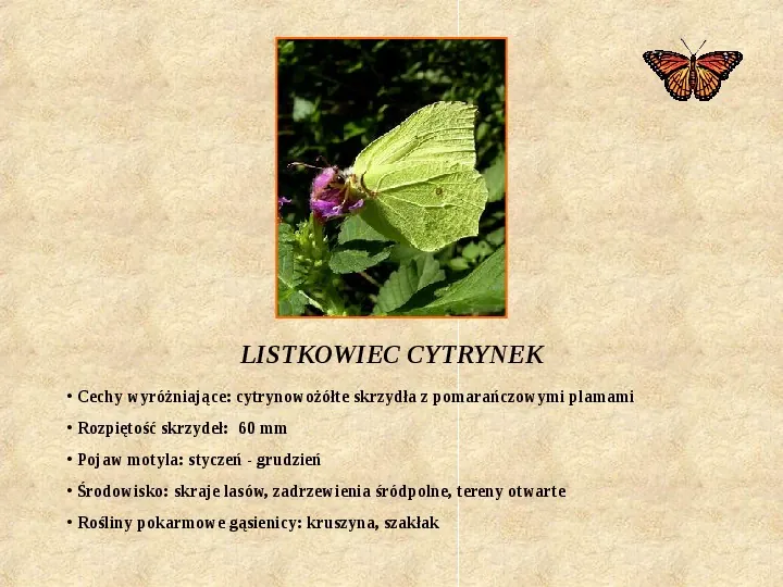 Motyle Polski - Slide 13