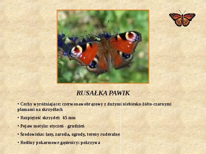 Motyle Polski - Slide 3