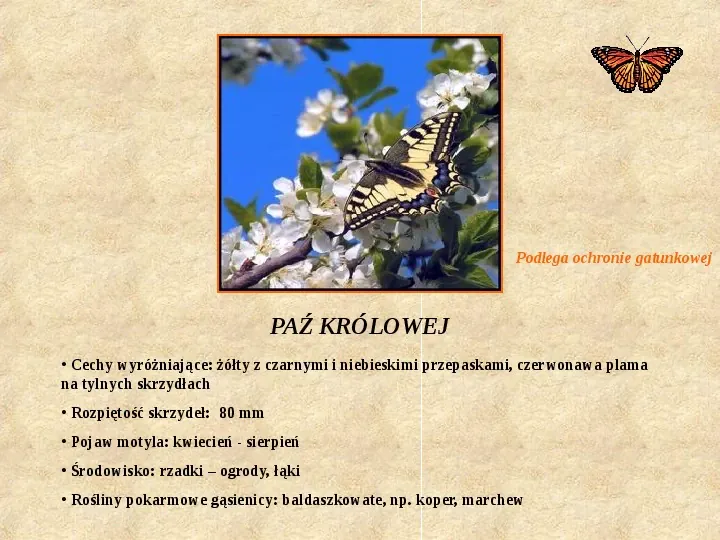 Motyle Polski - Slide 5
