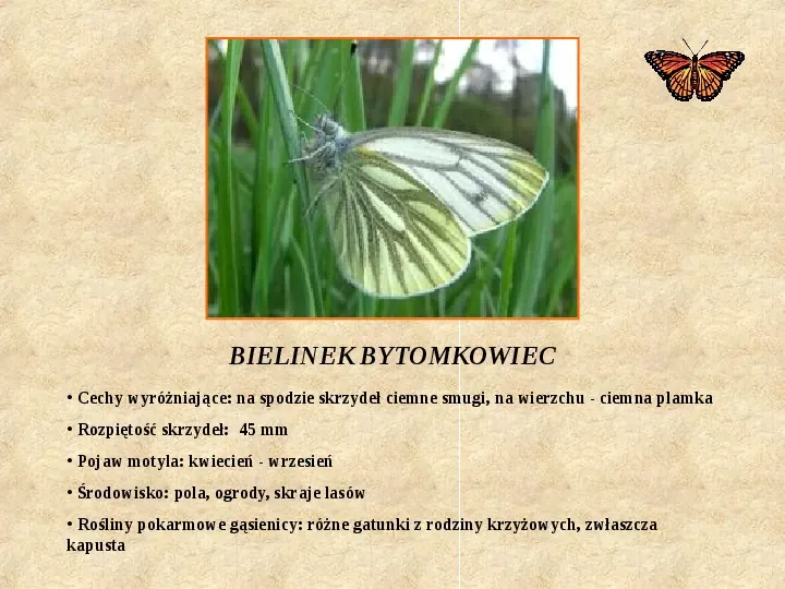 Motyle Polski - Slide 6