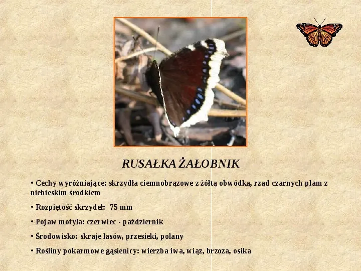 Motyle Polski - Slide 7