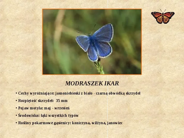 Motyle Polski - Slide 8