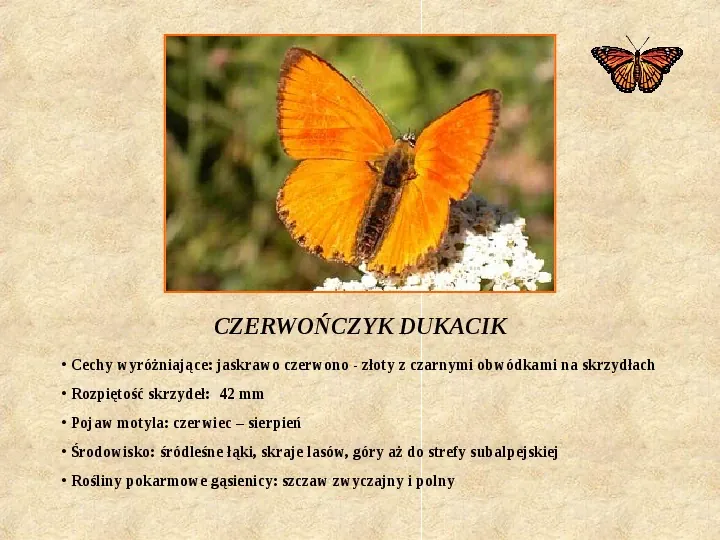 Motyle Polski - Slide 9