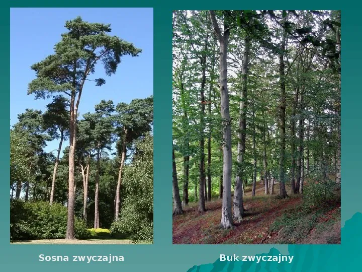 Ojcowski Park Narodowy - Slide 19